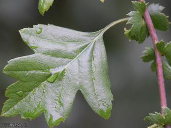 Common Hawthorn type 103