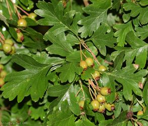 Common Hawthorn type 103
