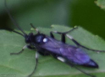 Ctenichneumon nitens?