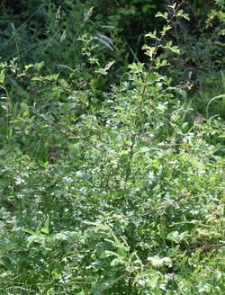 Common Hawthorn type 27