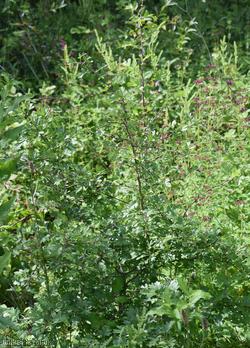 Common Hawthorn type 27