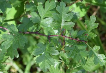 Common Hawthorn type 27