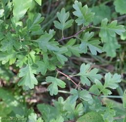 Common Hawthorn type 27