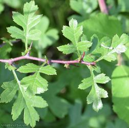 Common Hawthorn type 27