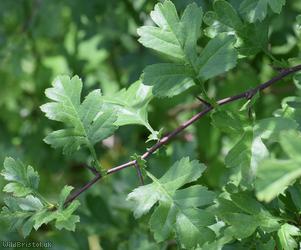 Common Hawthorn type 27