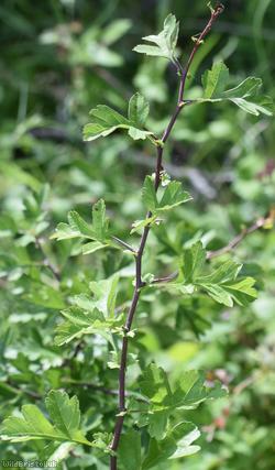 Common Hawthorn type 27