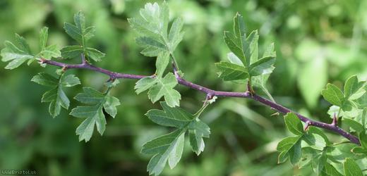Common Hawthorn type 27