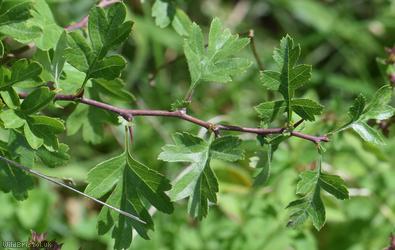 Common Hawthorn type 27