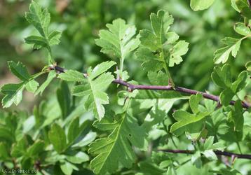 Common Hawthorn type 27