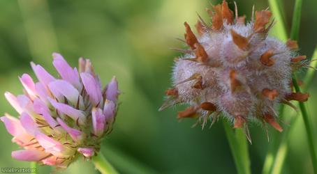 Strawberry Clover