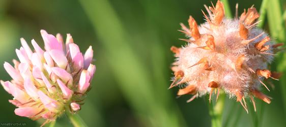 Strawberry Clover