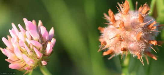 Strawberry Clover