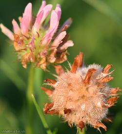 Strawberry Clover