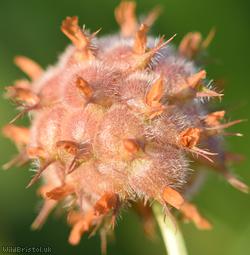 Strawberry Clover