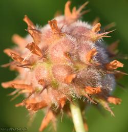 Strawberry Clover