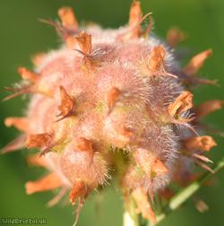 Strawberry Clover