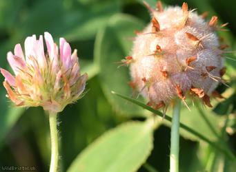 Strawberry Clover