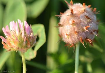 Strawberry Clover