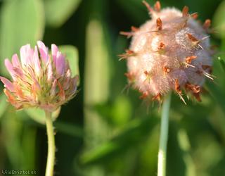 Strawberry Clover