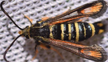Six-belted Clearwing