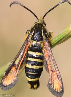 Six-belted Clearwing