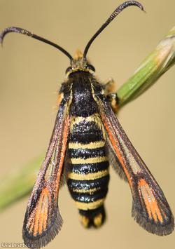 Six-belted Clearwing