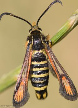 Six-belted Clearwing