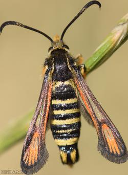 Six-belted Clearwing