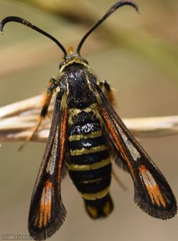 Six-belted Clearwing