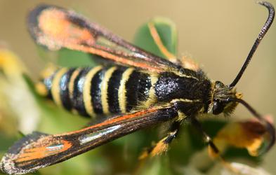 Six-belted Clearwing