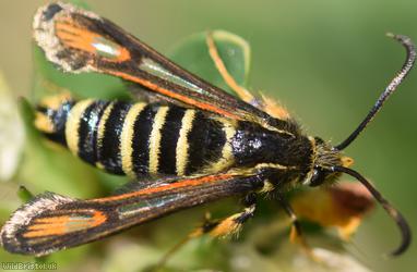 Six-belted Clearwing