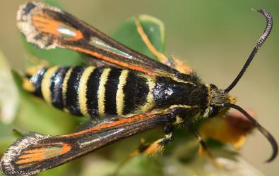 Six-belted Clearwing