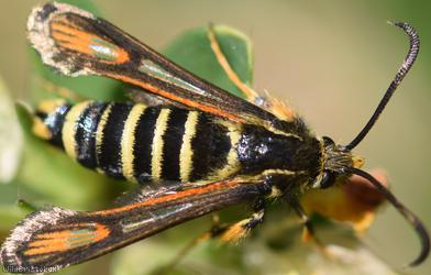Six-belted Clearwing
