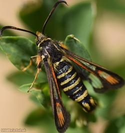 Six-belted Clearwing