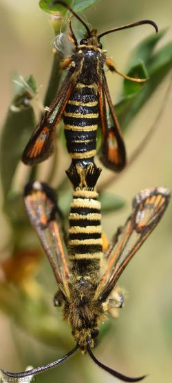 Six-belted Clearwing