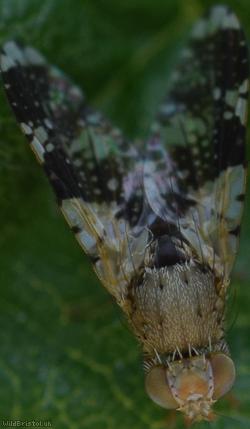 image for Sowthistle Tephritis