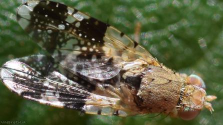 Sowthistle Tephritis