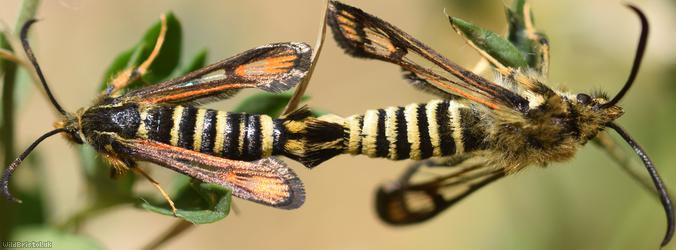 Six-belted Clearwing