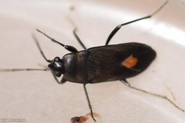 Aphanus rolandri