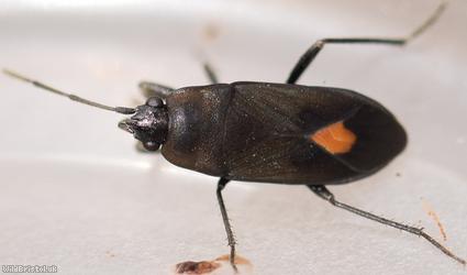 Aphanus rolandri