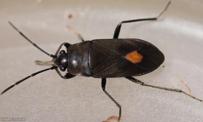 image for Aphanus rolandri
