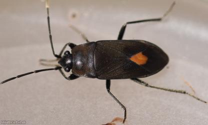 Aphanus rolandri
