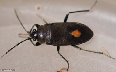 Aphanus rolandri