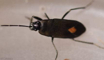 Aphanus rolandri