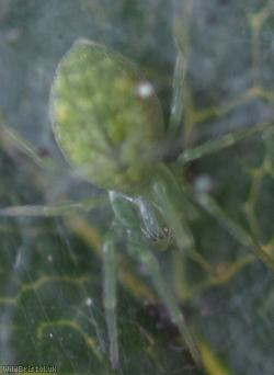 Green Meshweb Spider