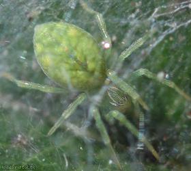 Green Meshweb Spider