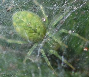 Green Meshweb Spider