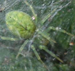 Green Meshweb Spider