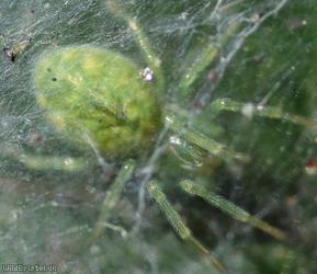 Green Meshweb Spider