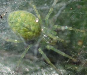 Green Meshweb Spider